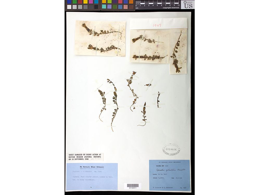 Before its residence at the Smithsonian's National Museum of Natural History, this pressed plant (Cyananthus macrocalyx subspecies spathulifolius) was housed at London's Natural History Museum where it survived a bombing during World War II (Photo Credit: Ingrid P. Lin, Smithsonian).