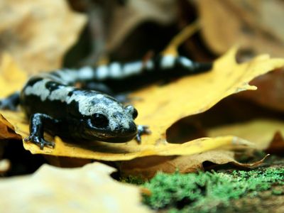 The marbled salamander is increasing its distribution and range in response to warming winter temperatures.