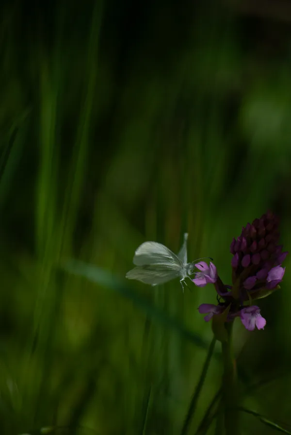 Moth in the Wind thumbnail