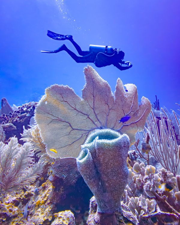 Diving On Belize thumbnail