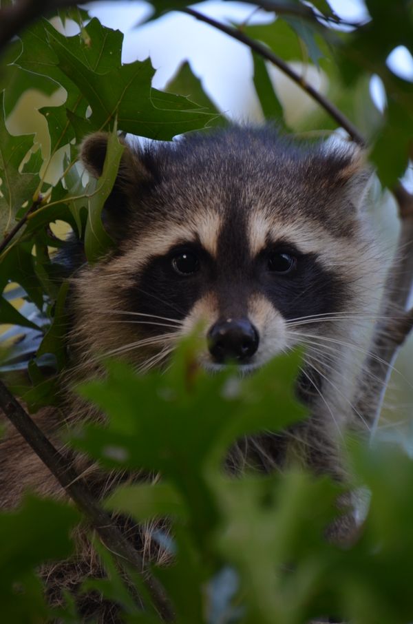 Raccoon in sapling thumbnail