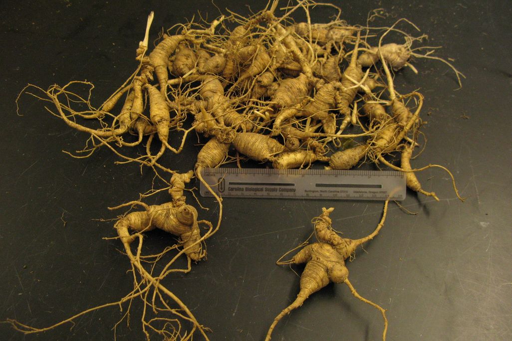 Ginseng roots