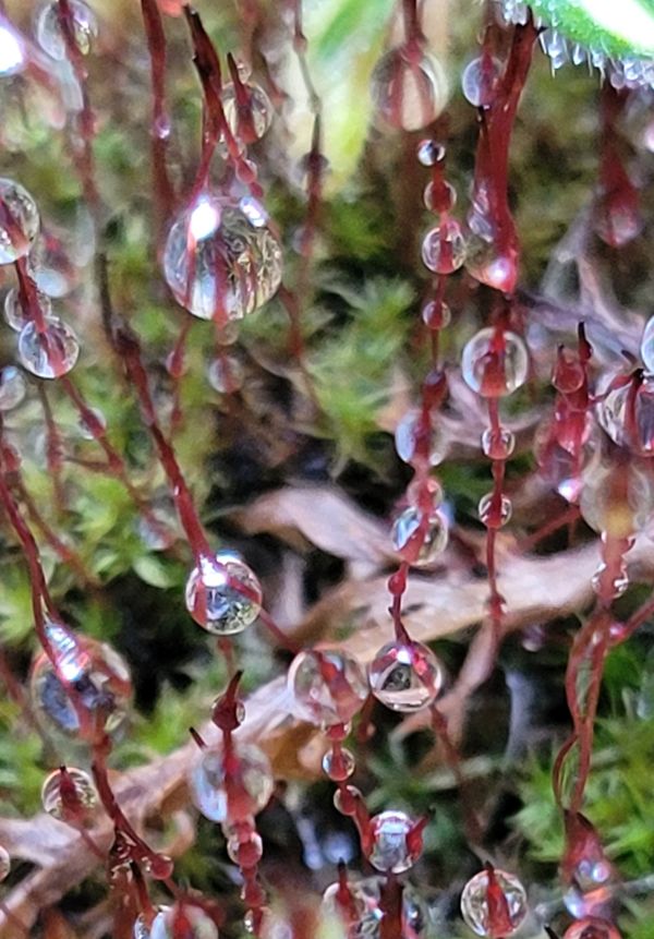 Morning rain on moss thumbnail