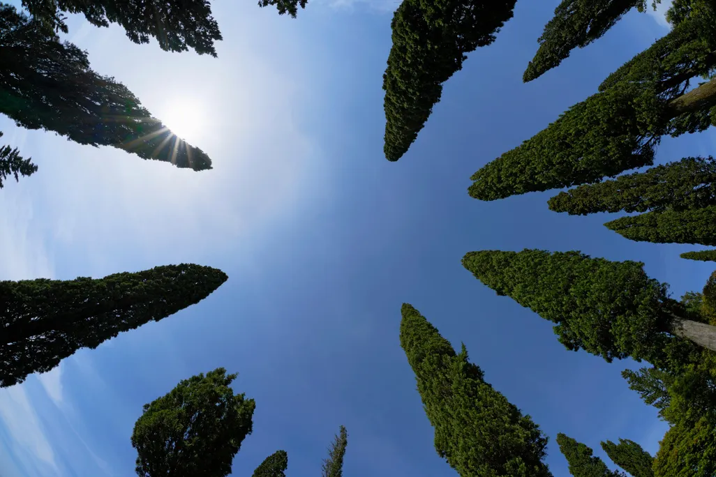 cypress trees.jpg