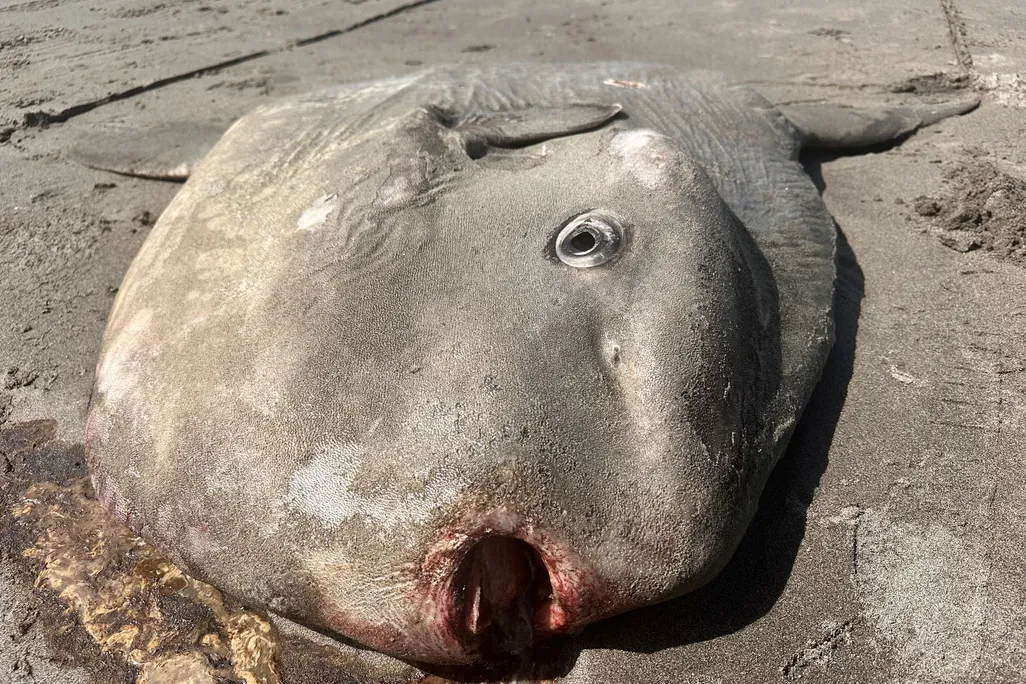 Large dead fish on sand with mouth open