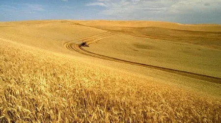 A study indicates that global yields of crops such as wheat and corn may already be affected by climate change.
