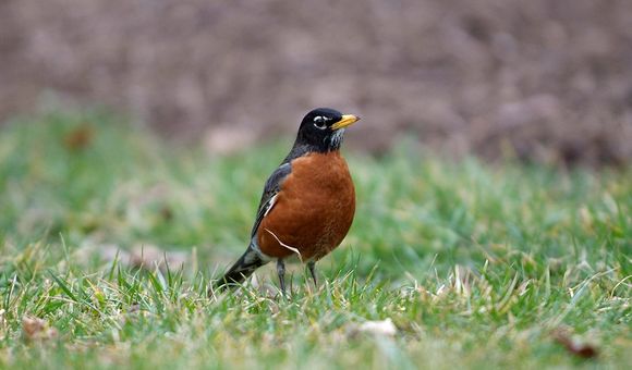 In late April, scientists and the public noticed a surprising number of birds in the mid-Atlantic region were exhibiting strange symptoms, often sick or dying. Smithsonian scientists need your help to figure out why.