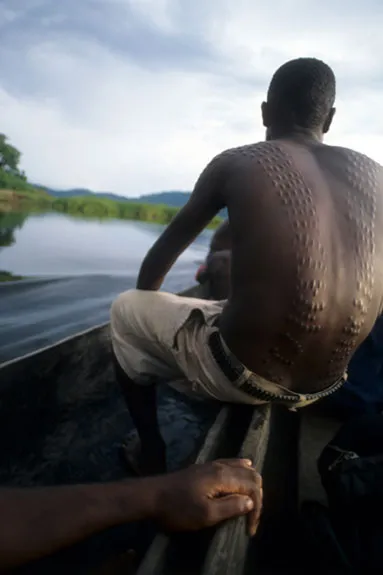 Crocodile cutting of the Kaningara of Papua New Guinea