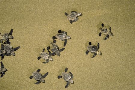 Young leatherback sea turtles. 