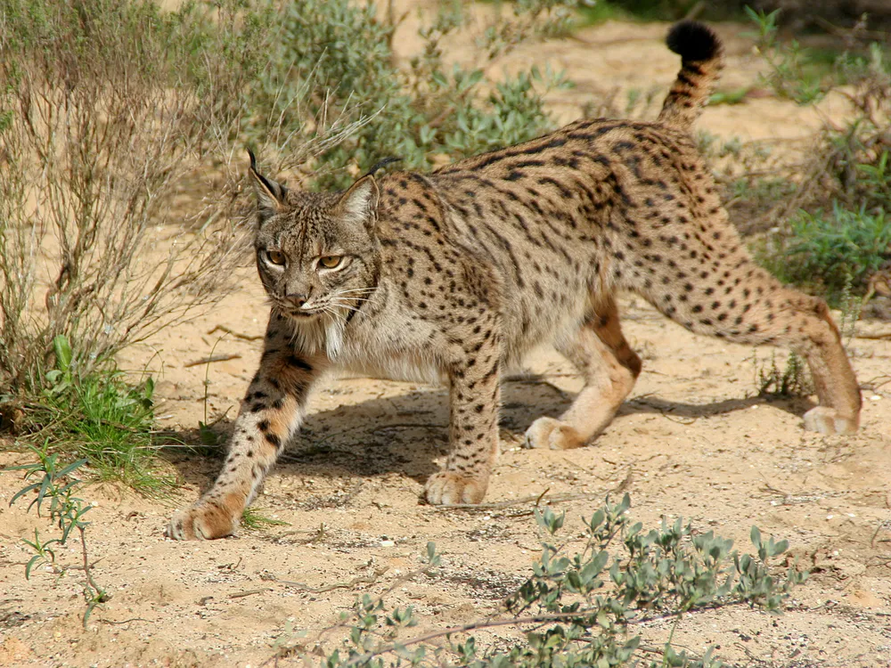 How the Iberian Lynx Bounced Back From the Brink of Extinction | Science|  Smithsonian Magazine