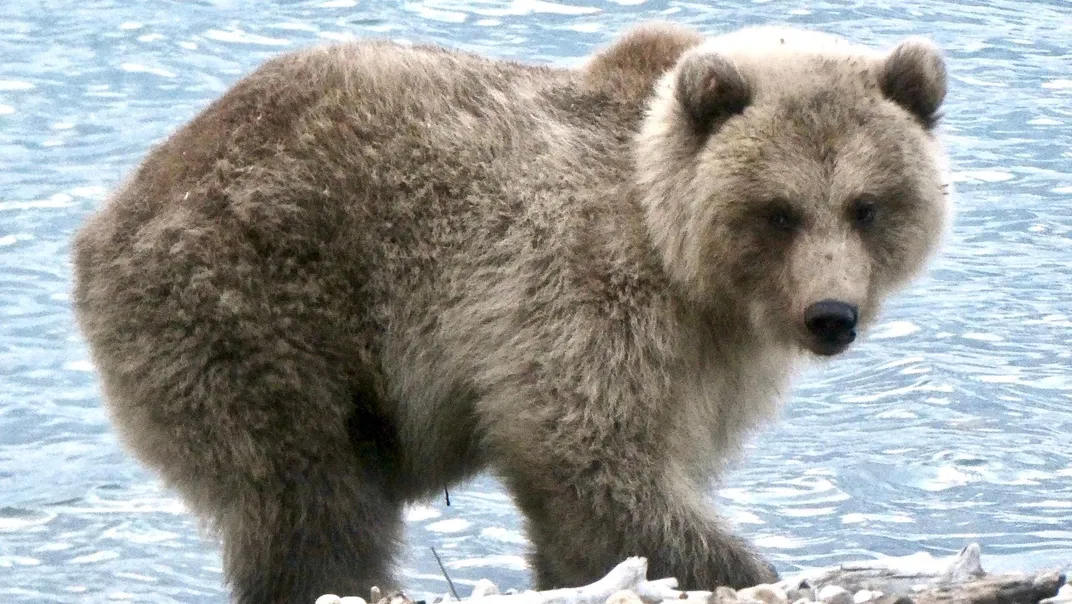 A fluffy, chubby brown bear cub in early fall 