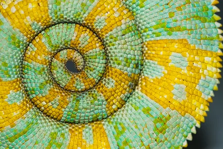A furled chameleon tail obviously takes its shape from the rolling of a tube, but its pattern is distinct from that created by rolling an even tube, such as that of a garden hose. The gentle taper of the tail produces a logarithmic spiral—one that gets smaller, yet the small parts look like the large parts.