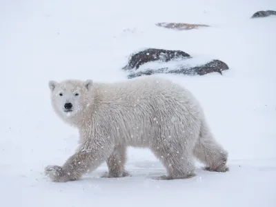 Researchers are using novel technologies to study polar bears, which live in the rapidly warming Arctic.