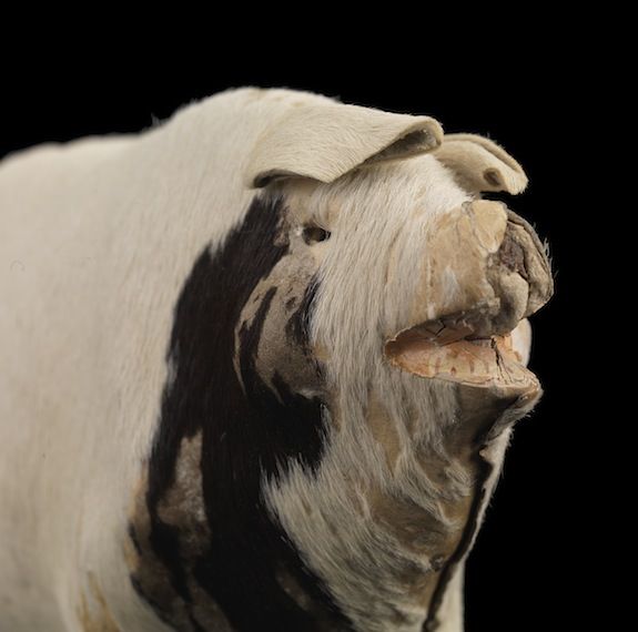 REUGE R.M.S TITANIC Rose's Music Box オルゴール REUGE R.M.S.