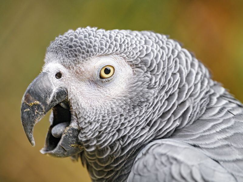 These Parrots Won't Stop Swearing. Will They Learn to Behave—or Corrupt the  Entire Flock? | Smithsonian