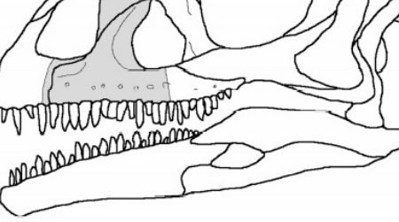The shape of the "Pachysuchus" fossil (in grey) set into a sauropodomorph dinosaur skull