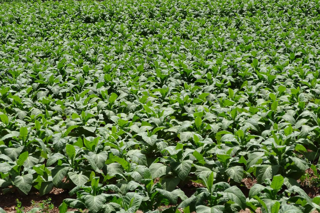 Tobacco