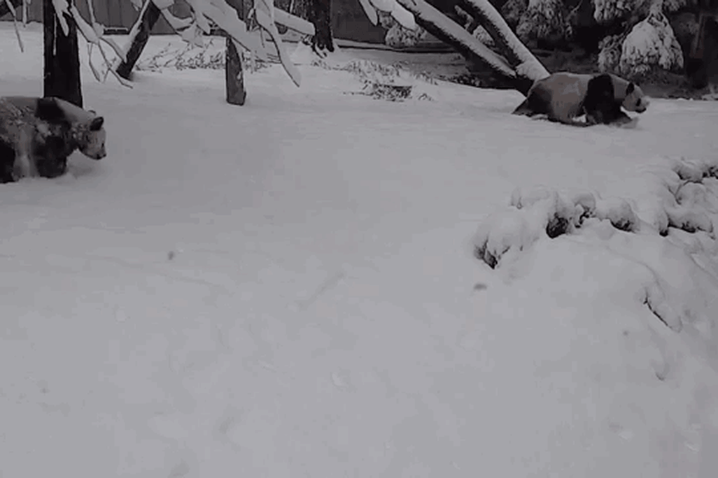 A gif image of a panda cub rolling in the snow