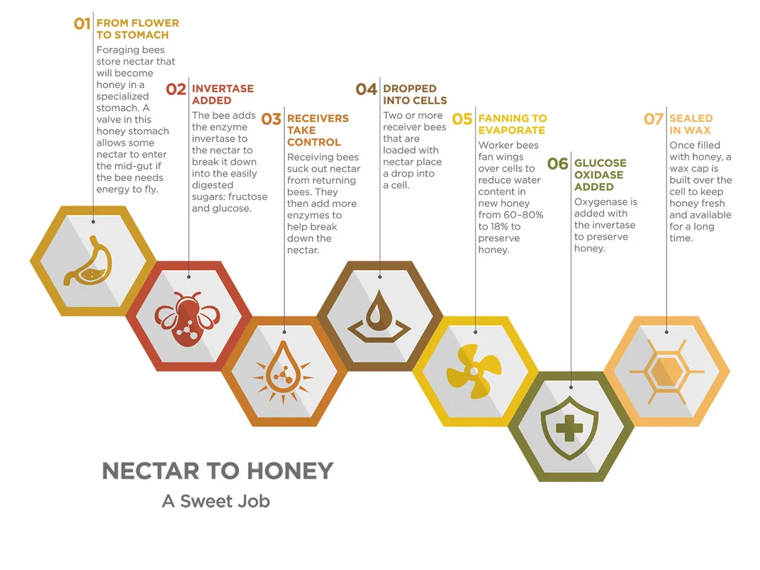 Nectar to Honey Graphic
