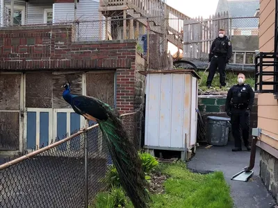 A quick-thinking Boston police officer used an electronic mating call to lure an escaped peacock into a fenced-in yard.
