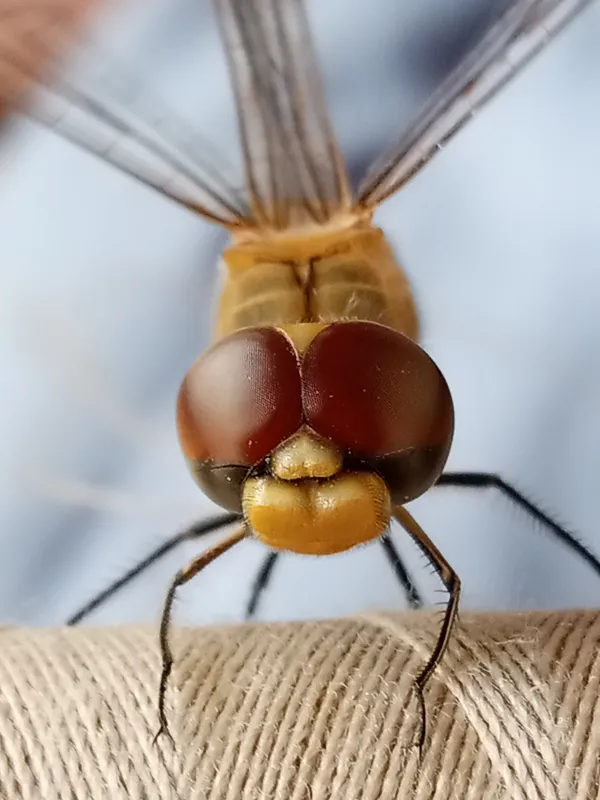 A dragon fly thumbnail
