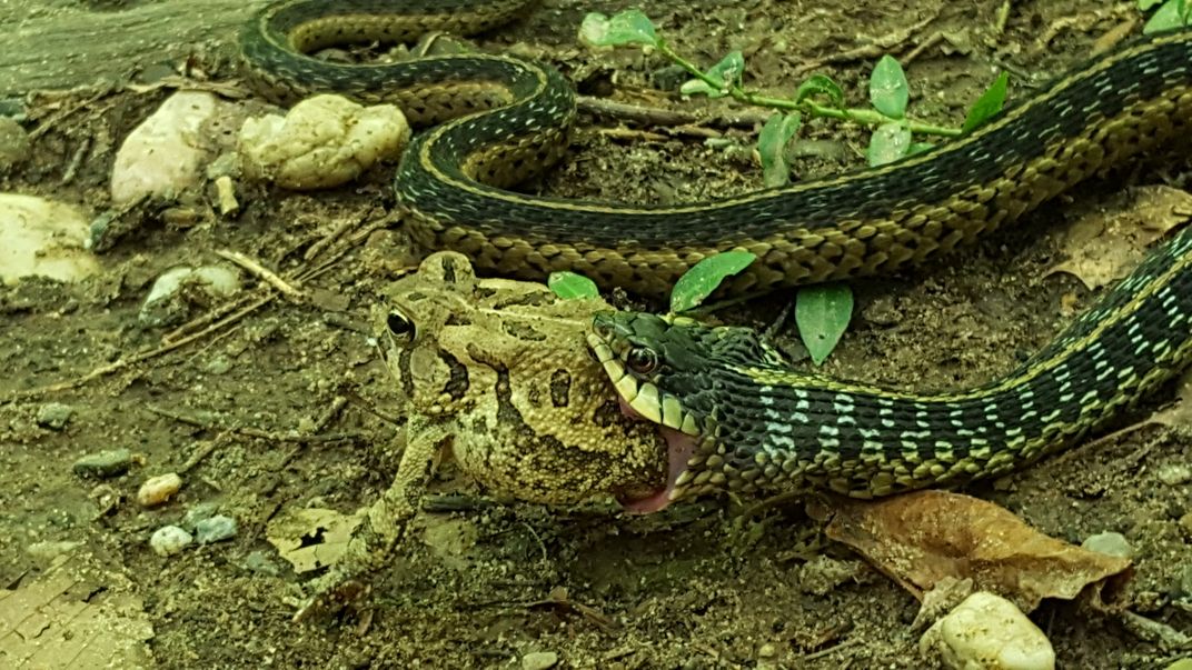 Garter snake hot sale eating toad