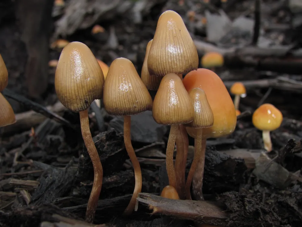 a small group of magic mushrooms