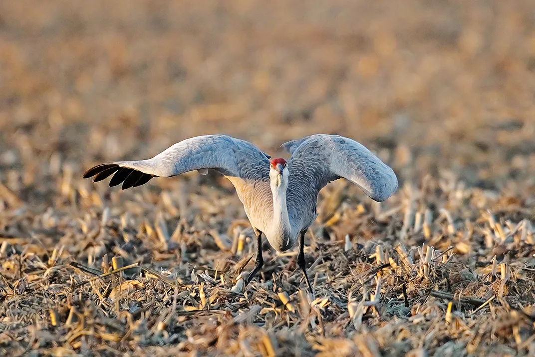 500,000 Cranes Are Headed for Nebraska in One of Earth's Greatest
