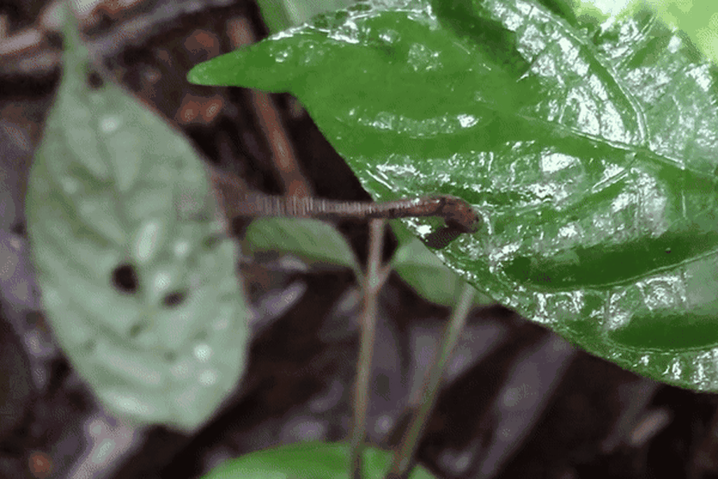 Moving image of a leech jumping off a leaf
