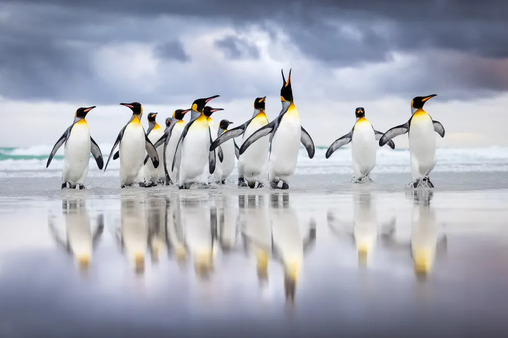 At Volunteer Point beach in the Falkland Islands, a group of king penguins steps ashore after a dangerous journey at sea. One penguin raises its head and trumpets—a triumphant call that echoes across the beach, marking their return. For me, this moment was more than a simple observation; it felt like a quiet celebration of life’s persistence and beauty, even in the face of immense challenges.