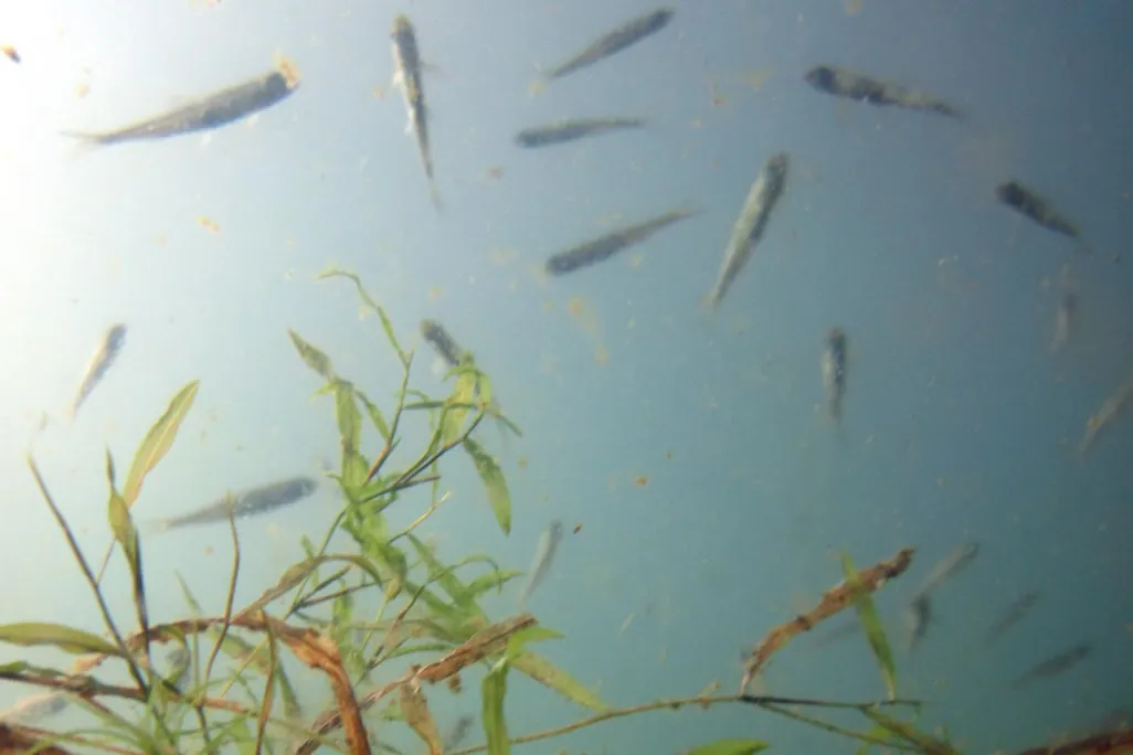 fish in a lake