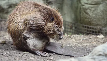 9 Fascinating Facts About North America’s Master Builder, the Beaver