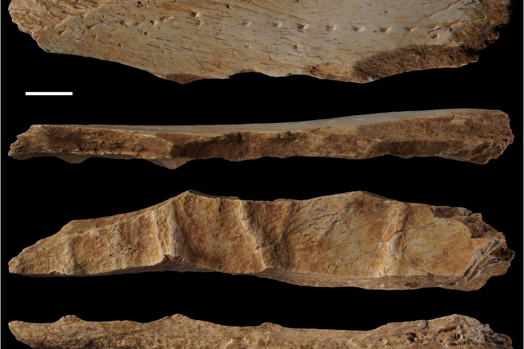 Four different angles of the bone fragment