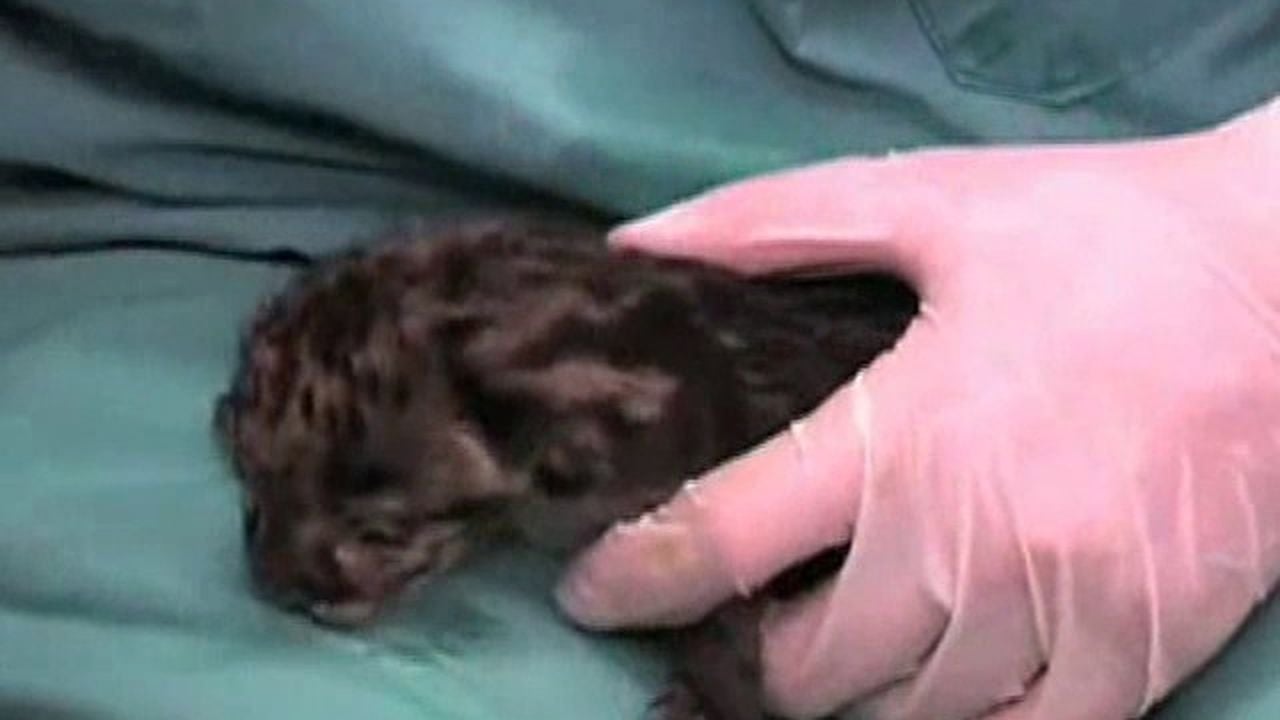 Preview thumbnail for Feeding the Leopards