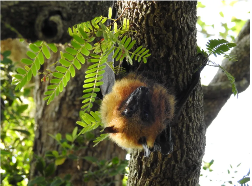 Madagascar's Giant Bats Seem to Be Shrinking. After Measuring 121 Specimens, Scientists Suggest Hunting by Humans Is to Blame