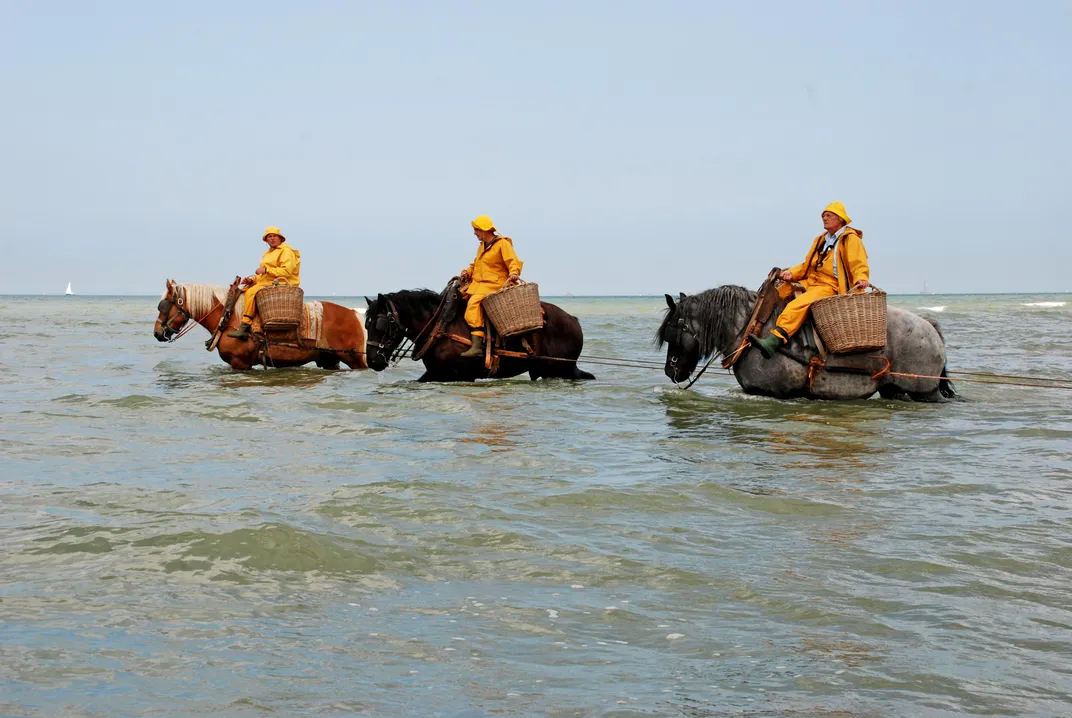 shrimp fishing on horseback