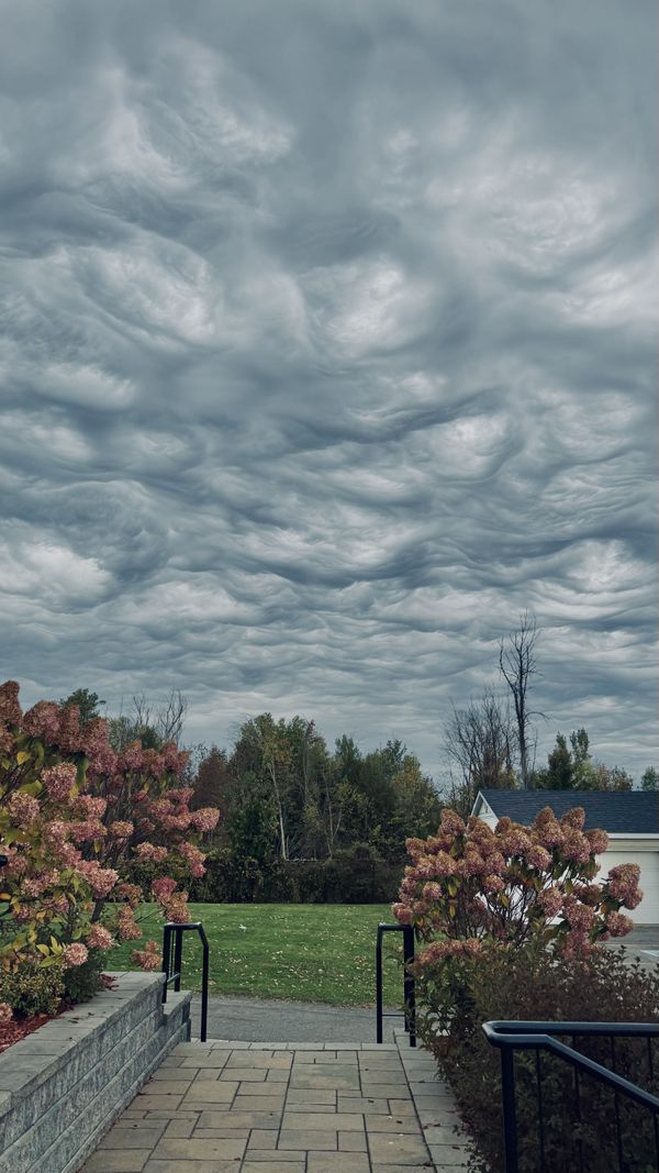 Undulatus Asperatus thumbnail