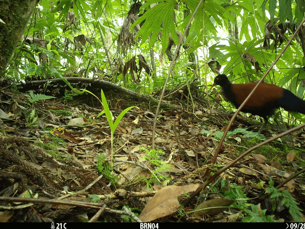 Bird walking through forested region on the ground