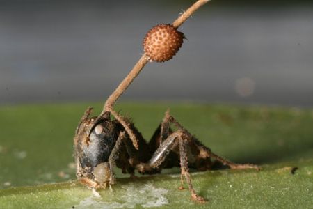 Some of the most successful zombie-masters are fungi from the genus Ophiocordyceps. In the jungles of Thailand, their victims are Camponotus leonardi, or carpenter ants.