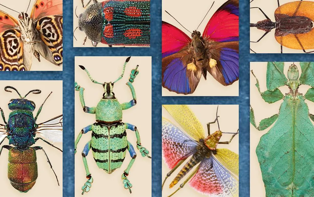 Interesting insects collage (social)