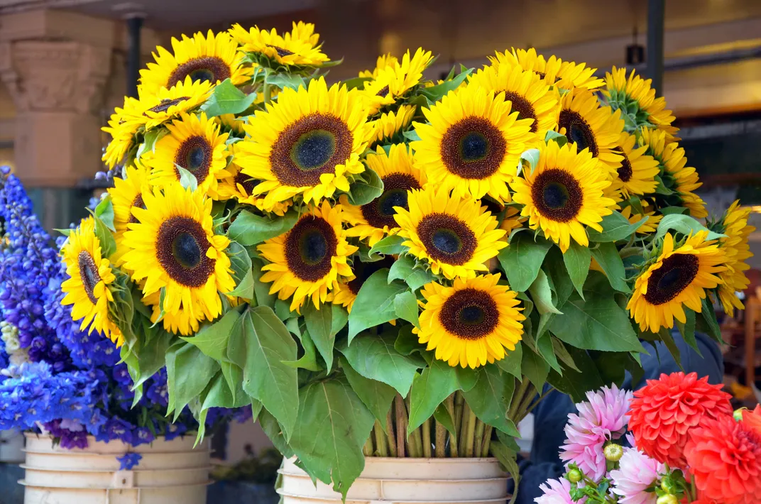 Sunflowers, a common flower of southern France