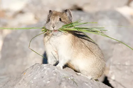 Temperature-sensitive pikas store grass for winter munching.