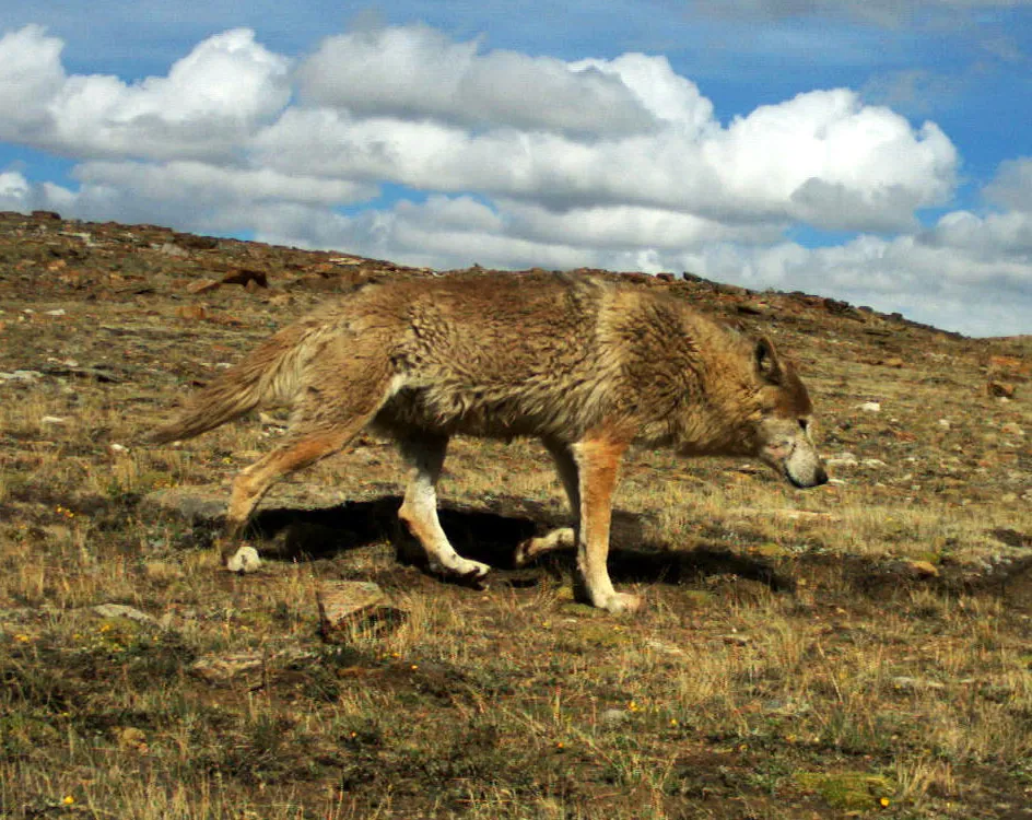 Himalayan Wolf