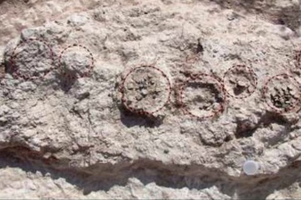 A clutch of sauropod eggs at the geothermal nesting site in Argentina. Eggs are outlined by black dashes.