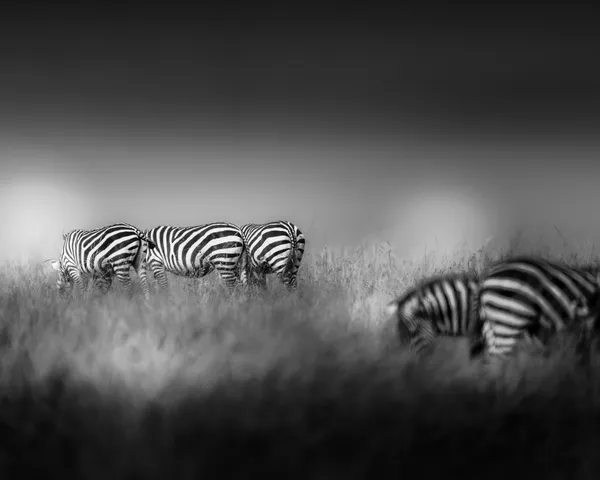 Stripes in Focus – A Dance of Depth and Contrast thumbnail