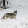 The Iconic, One-Eyed 'Queen of the Wolves' Dies After Fight With Rival Pack in Yellowstone National Park icon