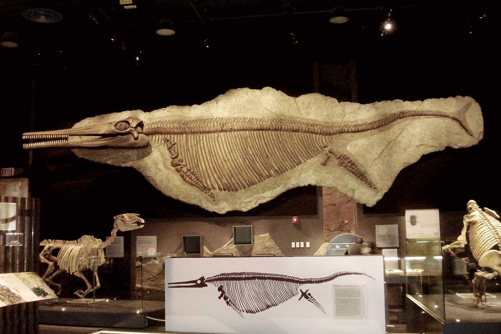 Shonisaurus Fossil