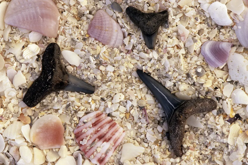 fossil shark teeth