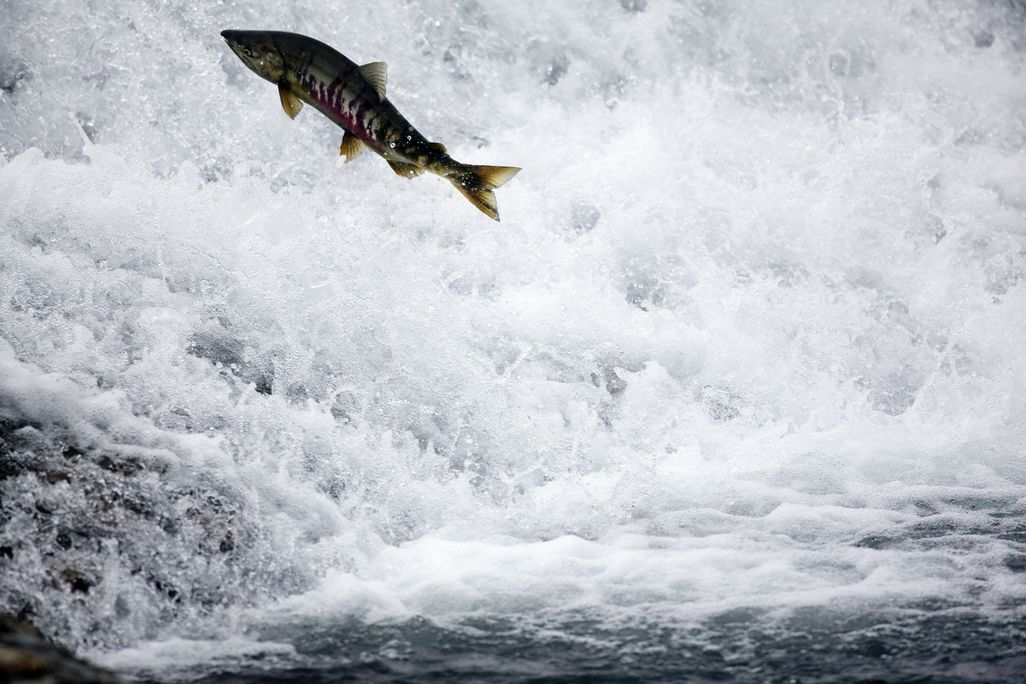 A salmon leaps upstream through churning water