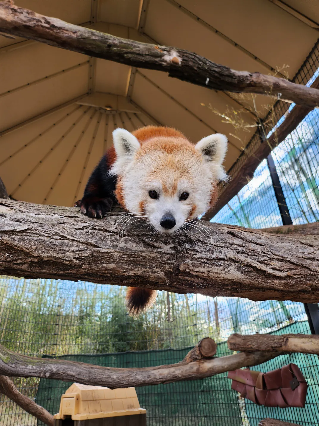 a red panda on a branch